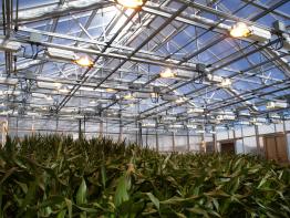 Roughbros Greenhouse